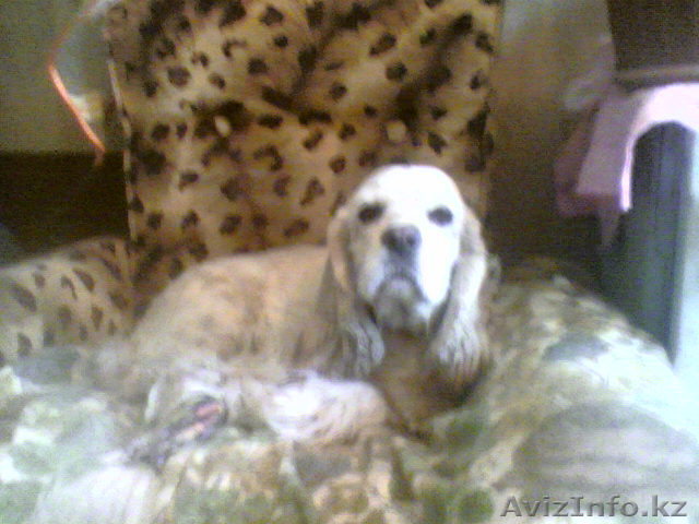 разное, услуги, вязка - Изображение #1, Объявление #193121