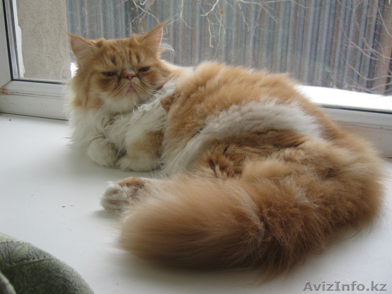 Ищу персидскую кошечку для вязки - Изображение #1, Объявление #589094