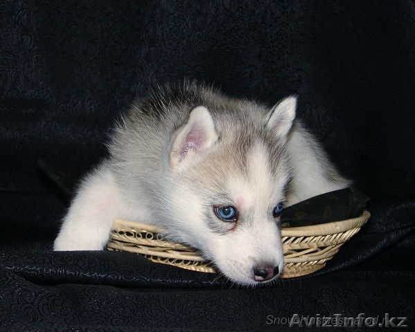 Сибирский хаски - Изображение #1, Объявление #803343