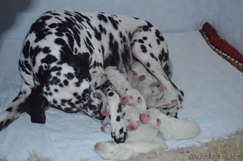 Щенки далматинцы - Изображение #1, Объявление #949786