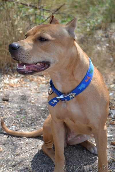 ПРОДАМ СРОЧНО АМЕРИКАНСКОГО ПИТБУЛЬТЕРЬЕРА - Изображение #1, Объявление #1000931