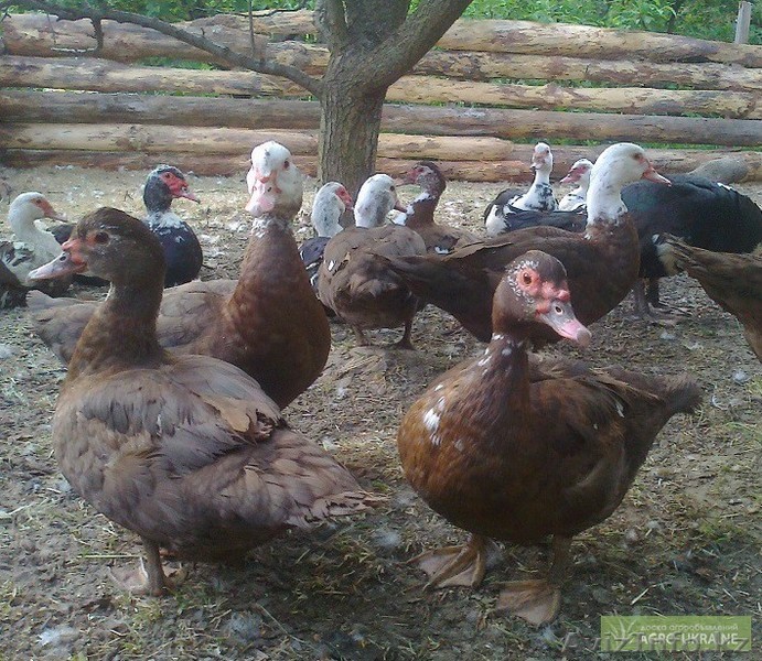 Мускусные утки (индоутки) продам или обменяю - Изображение #1, Объявление #1152028