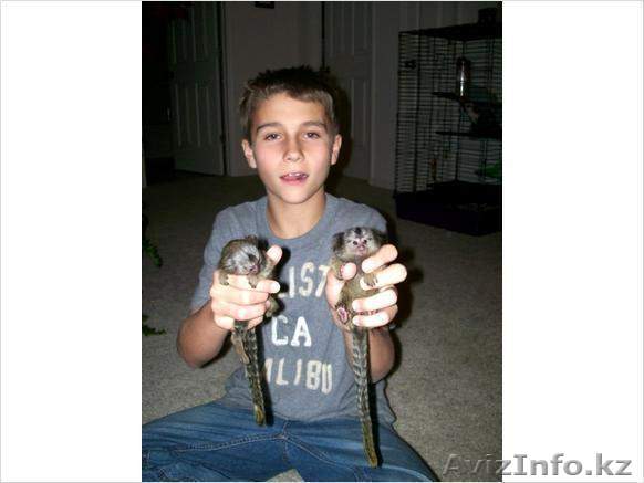  Мартышка Обезьяна - Изображение #1, Объявление #1202180