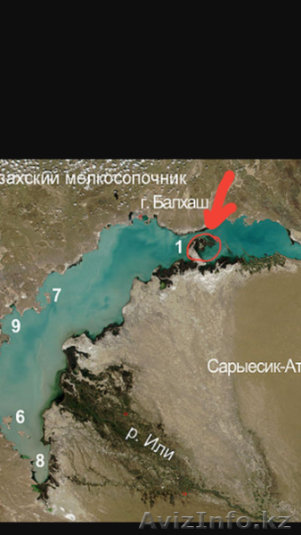 Рыбалка в Балхаше!!! - Изображение #1, Объявление #1584434