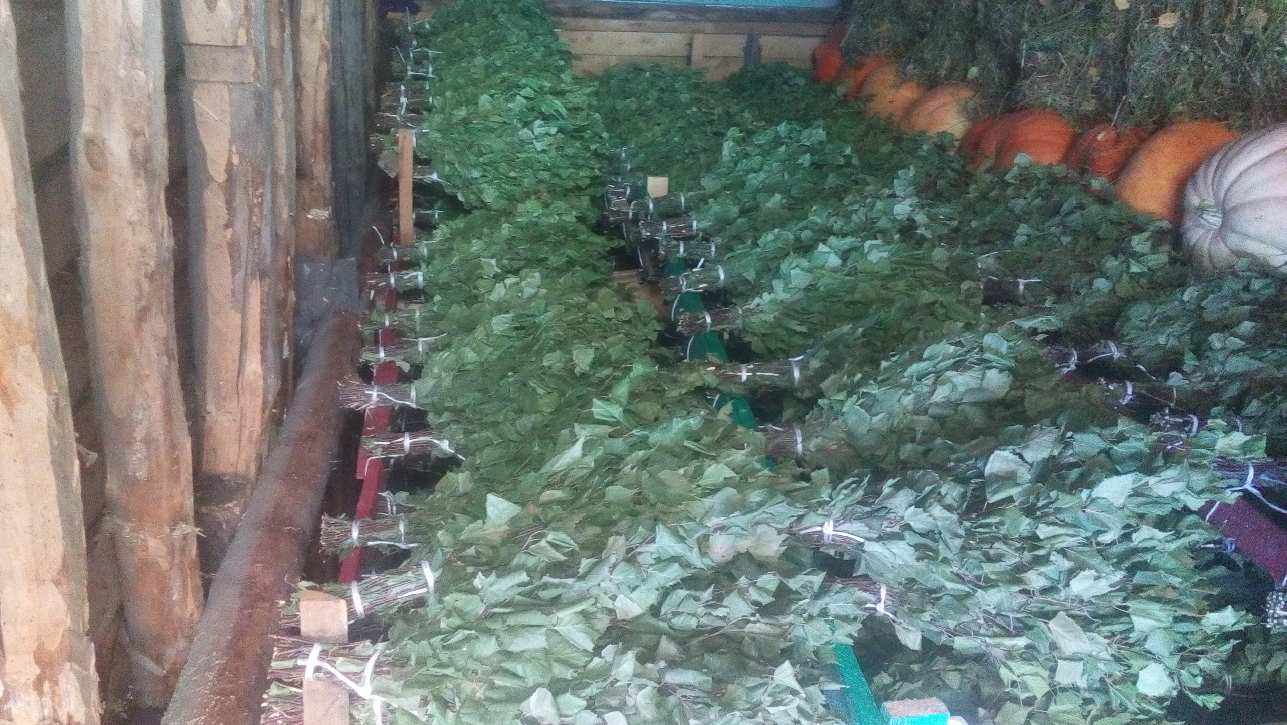 продам веники березовые - Изображение #1, Объявление #1737608