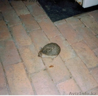 ваш будущий отдых в Жемчужине Казахстана - Изображение #1, Объявление #214939