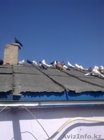 Голуби все очень красивые - Изображение #2, Объявление #287810