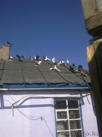 Голуби все очень красивые - Изображение #3, Объявление #287810