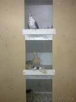 Голуби все очень красивые - Изображение #1, Объявление #287810