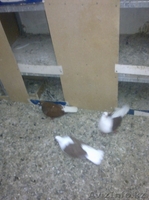 Голуби все очень красивые - Изображение #4, Объявление #287810