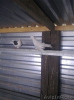 Голуби все очень красивые - Изображение #5, Объявление #287810