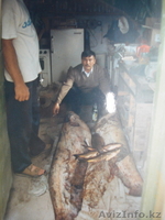 Oхота и рыбалка. - Изображение #1, Объявление #417521