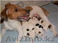 Щенка  Парсон (Джек) Рассел Терьера - Изображение #1, Объявление #93554