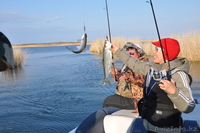 Рыбалка на Балхаше на рыболовной базе"НЕПТУН" - Изображение #3, Объявление #614073