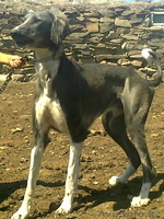 Казахский тазы. Щенки. - Изображение #1, Объявление #753296