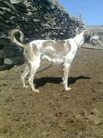 Казахский тазы. Щенки. - Изображение #2, Объявление #753296