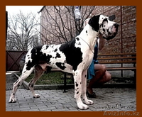 Продаются щенки немецкого дога - Изображение #2, Объявление #1022592