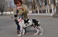 Продаются щенки немецкого дога - Изображение #6, Объявление #1022592