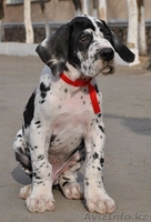 Продаются щенки немецкого дога - Изображение #5, Объявление #1022592