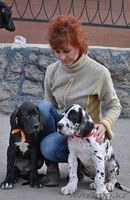 Продаются щенки немецкого дога - Изображение #7, Объявление #1022592