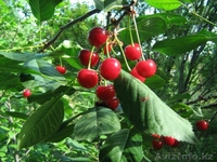 район  Барковское  - Изображение #2, Объявление #1222074