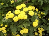 район  Барковское  - Изображение #1, Объявление #1222074