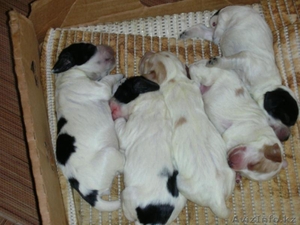 щенки русскогоохотнечьего спаниеля