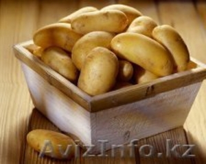КХ продаст картофель оптом - Изображение #1, Объявление #1036995
