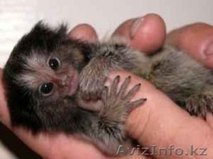 Прелестный Marmoset Обезьяна