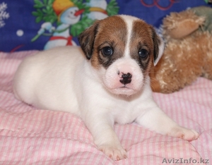 Продам щенков Парсон (Джек) рассел терьера от титулованных родителей.