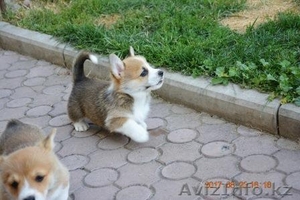Вельш Корги Пемброк щенки из питомника «Nivas Joy»  