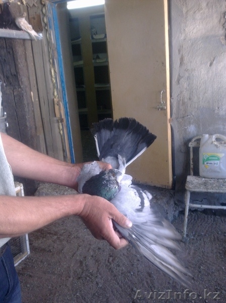 Голуби все очень красивые - Изображение #6, Объявление #287810