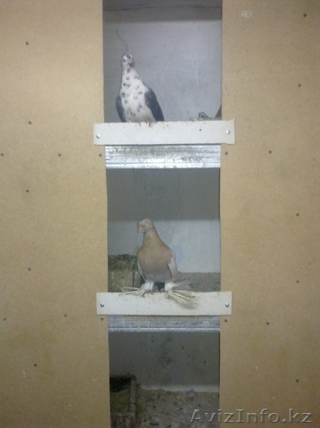 Голуби все очень красивые - Изображение #1, Объявление #287810