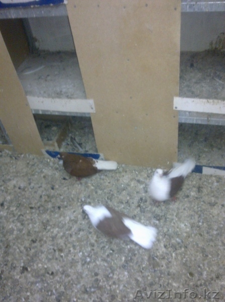 Голуби все очень красивые - Изображение #4, Объявление #287810