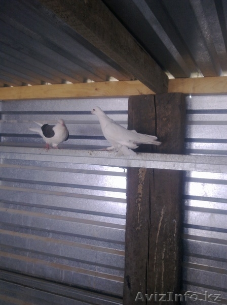 Голуби все очень красивые - Изображение #5, Объявление #287810