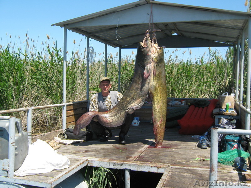 Рыбалка на Балхаше на рыболовной базе"НЕПТУН" - Изображение #4, Объявление #614073
