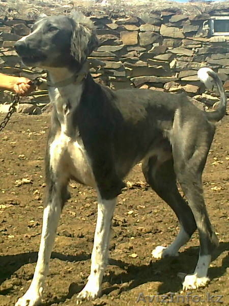 Казахский тазы. Щенки. - Изображение #1, Объявление #753296
