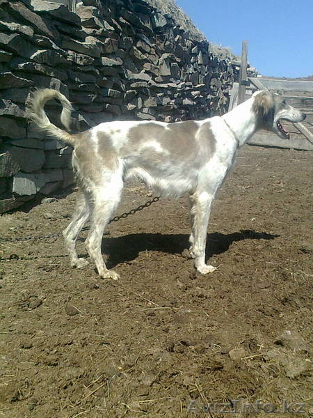 Казахский тазы. Щенки. - Изображение #2, Объявление #753296