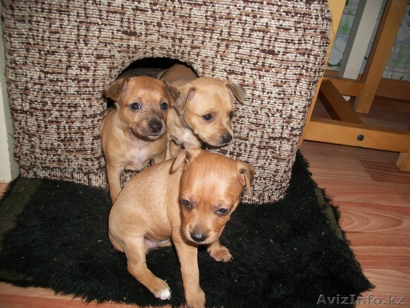 продам шенков той-терьера - Изображение #1, Объявление #986806