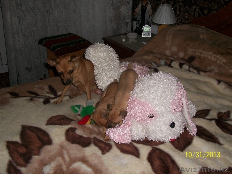 продам шенков той-терьера - Изображение #2, Объявление #986806