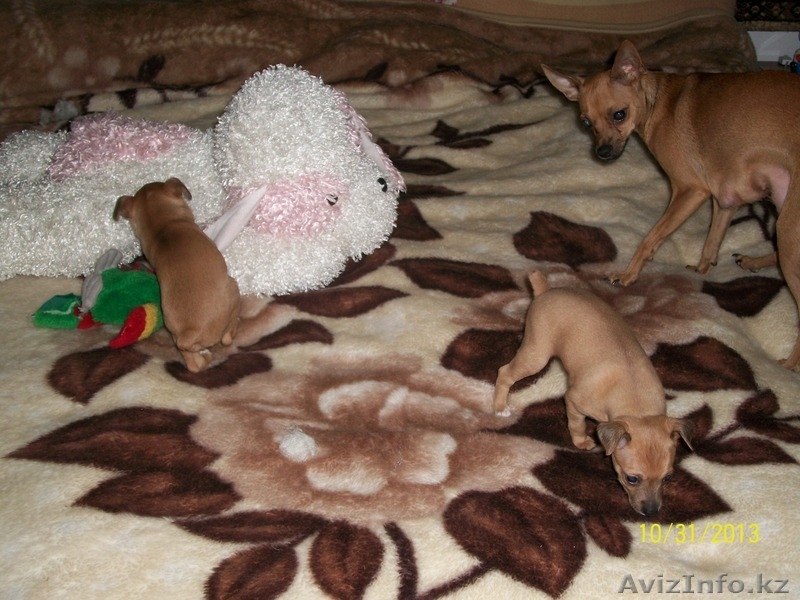 продам шенков той-терьера - Изображение #3, Объявление #986806