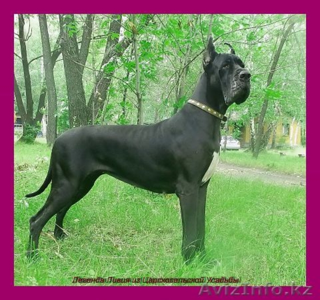 Продаются щенки немецкого дога - Изображение #1, Объявление #1022592