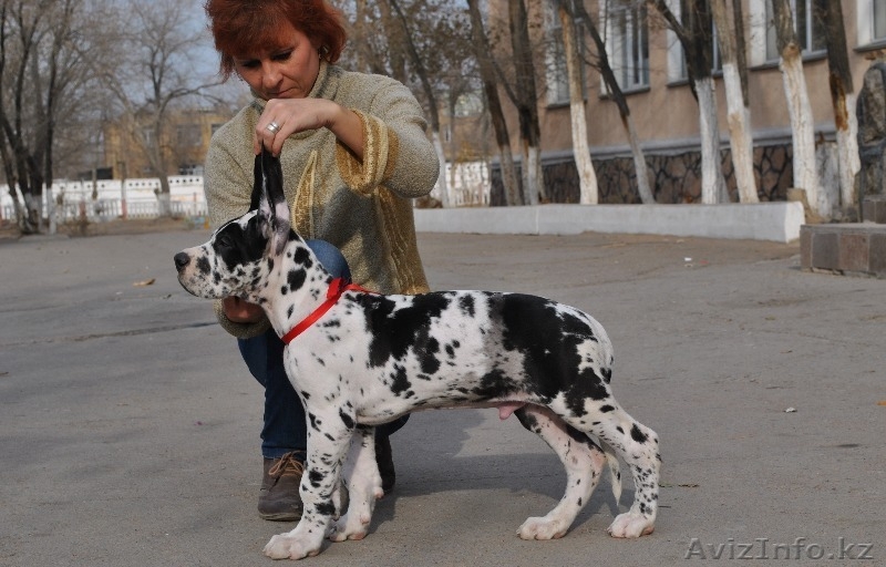 Продаются щенки немецкого дога - Изображение #6, Объявление #1022592