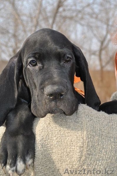 Продаются щенки немецкого дога - Изображение #3, Объявление #1022592