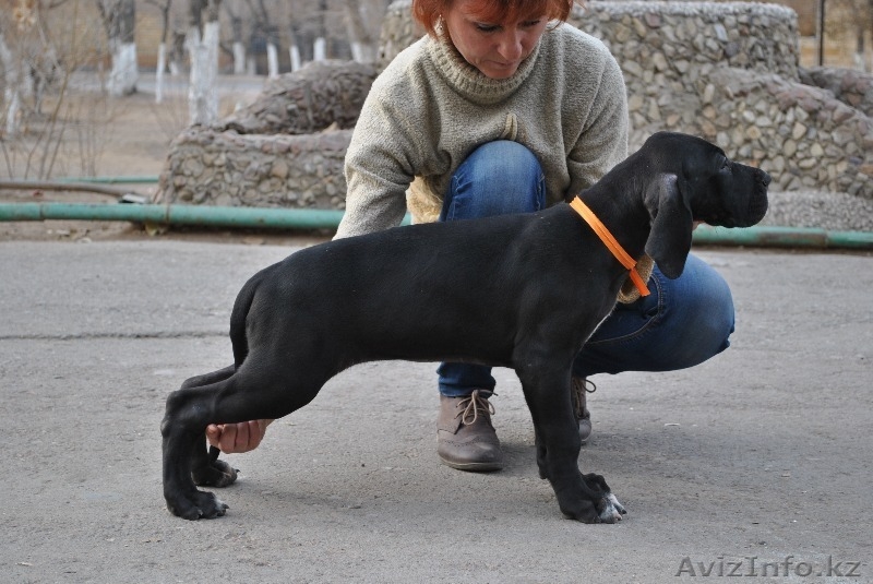 Продаются щенки немецкого дога - Изображение #4, Объявление #1022592