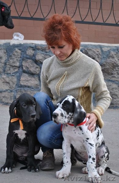 Продаются щенки немецкого дога - Изображение #7, Объявление #1022592