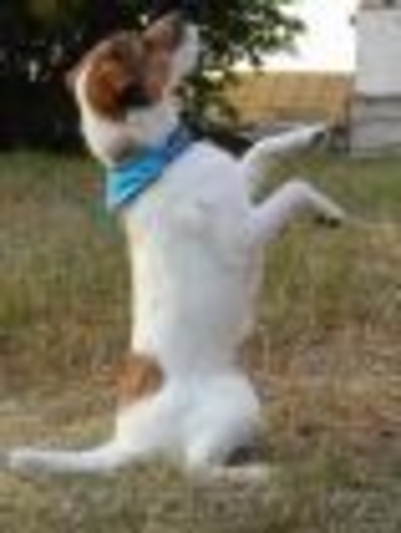 Щенка  Парсон (Джек) Рассел Терьера - Изображение #2, Объявление #93554