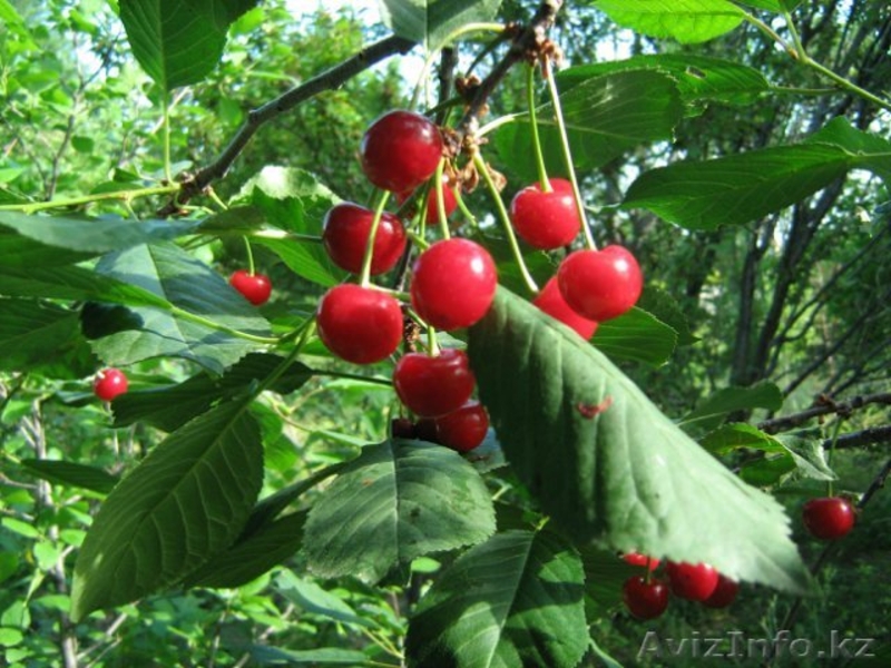 район  Барковское  - Изображение #2, Объявление #1222074