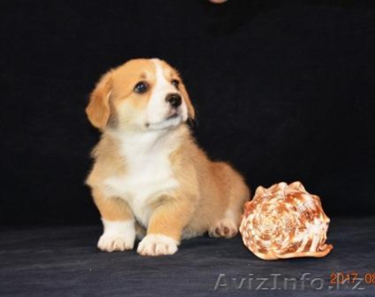 Вельш Корги Пемброк щенки  - Изображение #4, Объявление #1582537