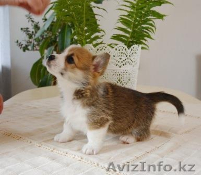 Вельш Корги Пемброк щенки  - Изображение #7, Объявление #1582537